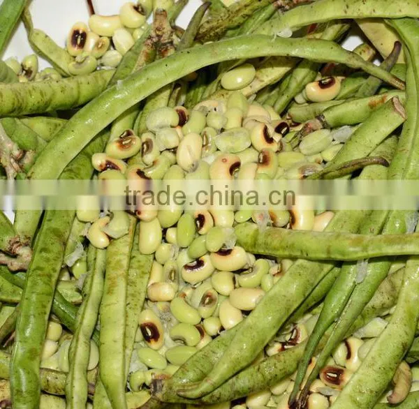 Black Eyed Beans New Crop photo-4