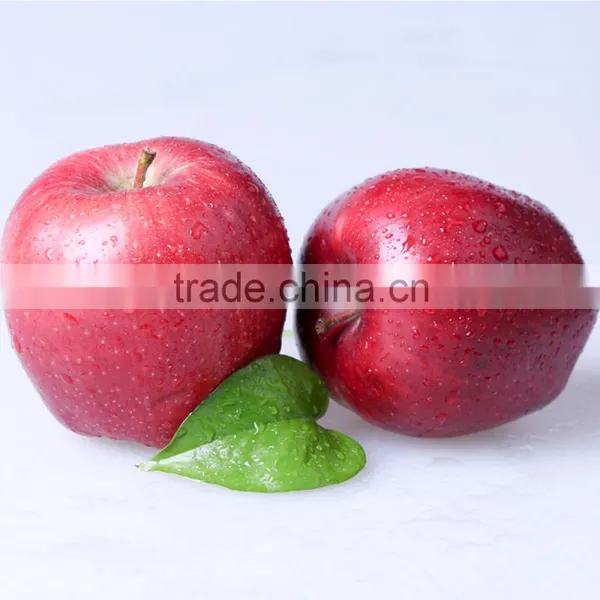 2016 New Crop New Season Huaniu Apple Fresh Apple China Gansu Tianshui Huaniu Apple