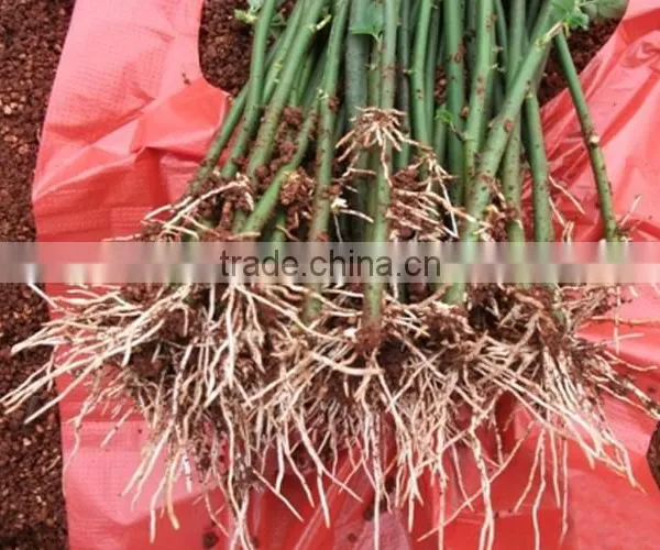 Multi Color Roses Seedlings photo-3