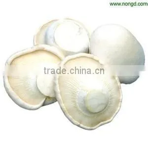 Dried Bailing Mushroom