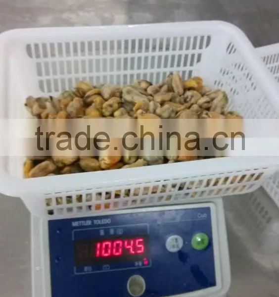 Frozen Mussel Boiled Meat Seafood Price From Seafood Company photo-4