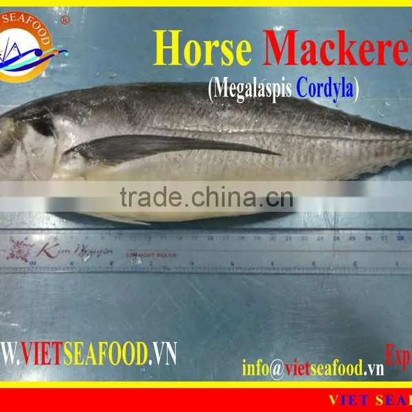 W/R FROZEN HORSE MACKEREL photo-2