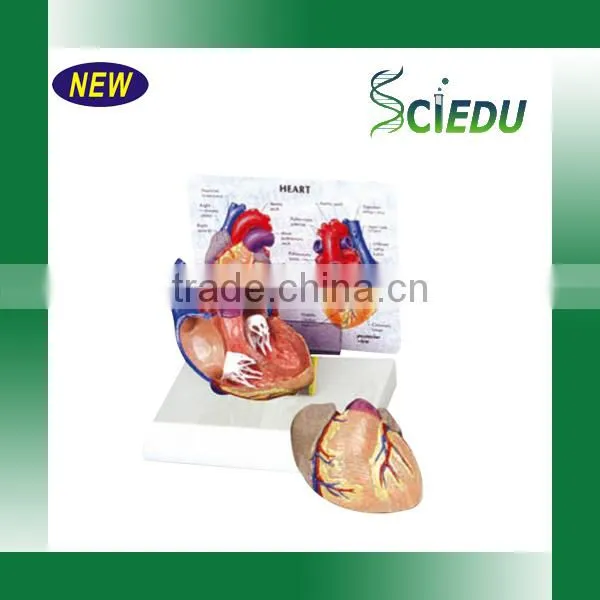 Human Model of Heart and Blood Fucxionuar