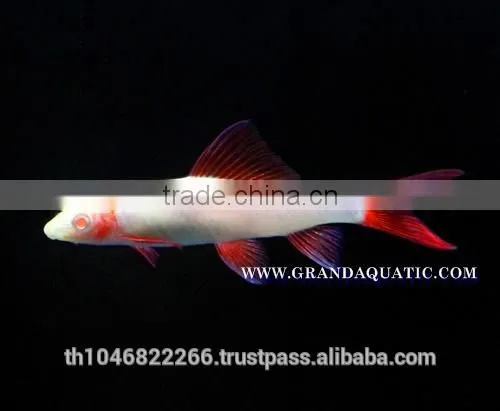 Rainbow Shark Albino / Ornamental Fish Exporter photo-5