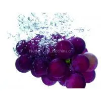 2014 Top Quality Grape Seed Extract With OPC95% 2014 Top Quality Grape Seed Extract With OPC95% 2014 Top Quality Grape Seed Extract With OPC95% 2014 Top Quality Grape Seed Extract With OPC95% 2014 Top Quality Grape Seed Extract With OPC95%