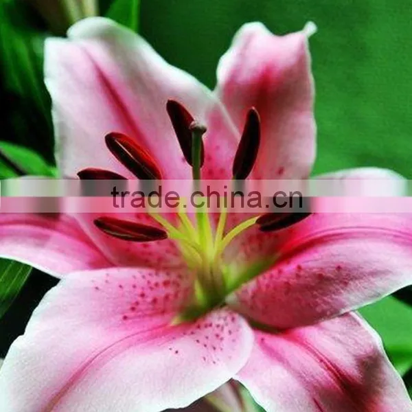 Love Theme Sorbonne Crazy Selling Lilies Flower From China photo-5