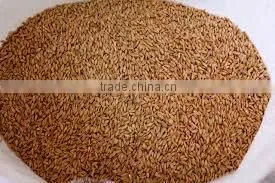 Soft Milling Wheat photo-4