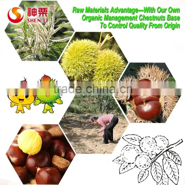 New Crop Fresh Chestnut is the Best Fruit and Vegetables photo-6