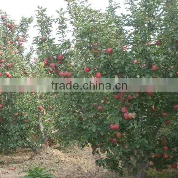Fresh Chinese Qinguan Apple for Export photo-6