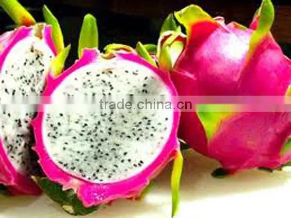 DRAGON FRUIT