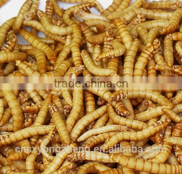 Microwave Dried Mealworms for Reptiles ;China Products Dried Mealworms