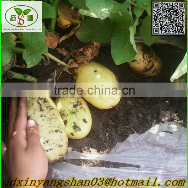 (HOT) Fresh Tomato Export From China photo-4