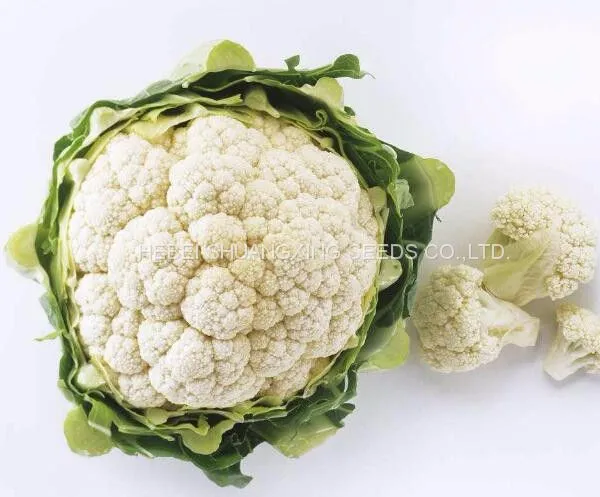 Tight Snow White Cauliflower Seeds Broccoli Seeds for Sale photo-3