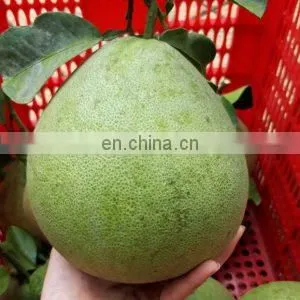 VIETNAM SWEET GREEN SKIN POMELO - HIGH QUALITY, GOOD PRICE photo-2