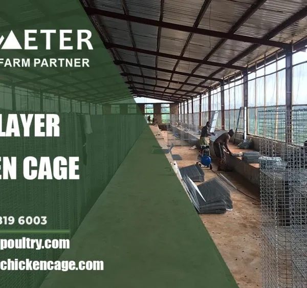 4-Tier Layer Battery Cage System Poultry Farming Cage Solution for Lagos Nigeria