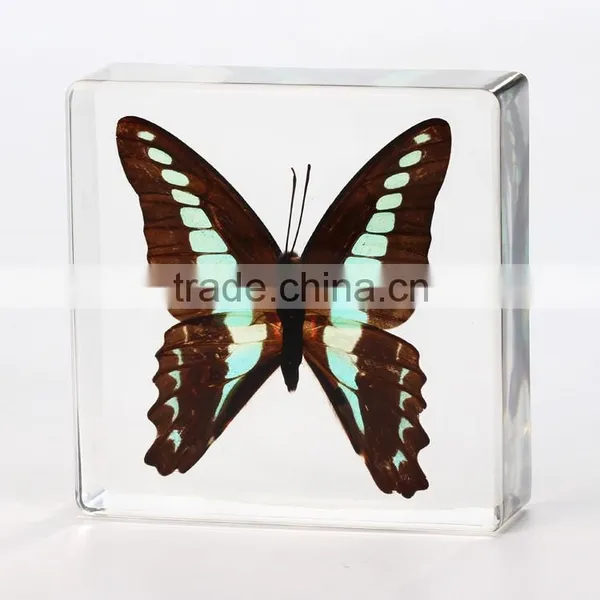 2016 New Style Wholesale Paperweight With Real Butterfly photo-5
