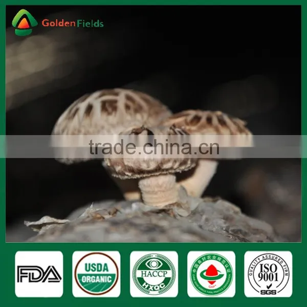 Freeze Shiitake Mushrooms,Shiitake Mushroom ,Shiitake Mushroom Cultivation photo-3