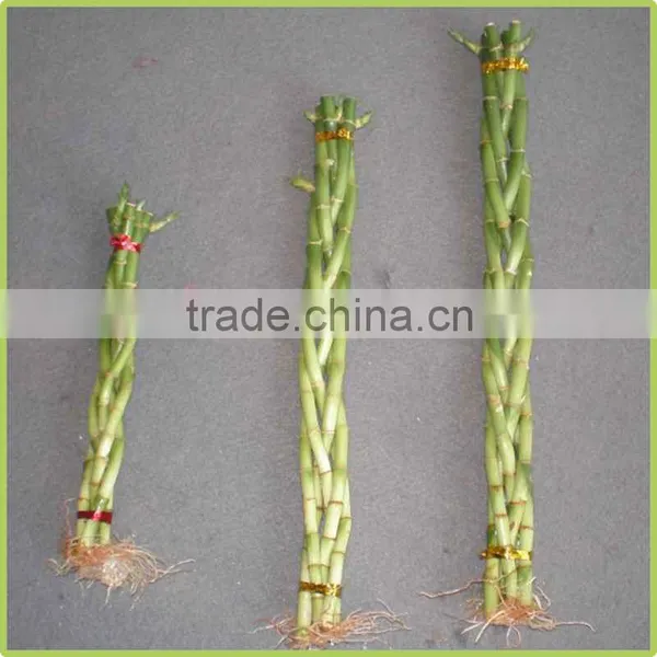 5pcs Braided Lucky Bamboo Air Bonsai Tree Dracaena Sanderiana Indoor Ornamental Aquatic Plants Nursery Garden Decoration photo-3