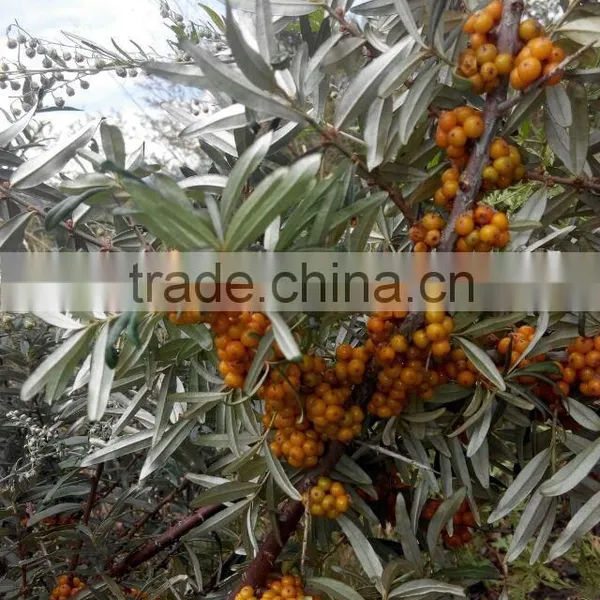 Organic Hippophae Rhamnoides Oil With Organic ,good Quality photo-5