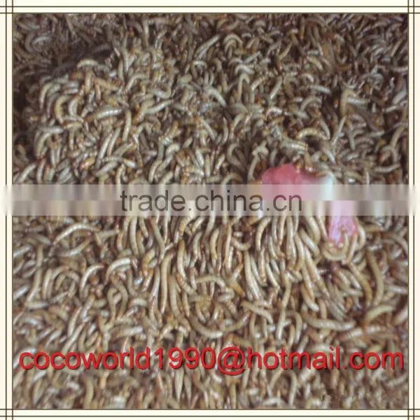 Wholesale Edible Mealworms/raising Mealworms for Human Food photo-5