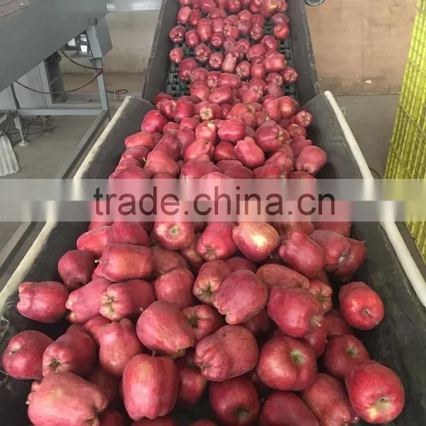 2016 New Crop New Season Huaniu Apple Fresh Apple China Huaniu Apple