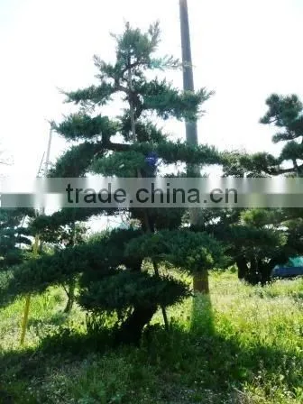 Juniperus Hybrid Live Bonsai Tree