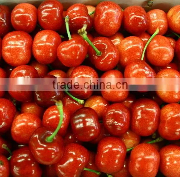 Red Cherry Fruit Tree Seeds for Growing photo-5
