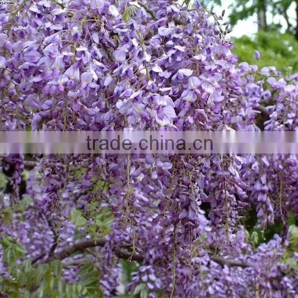Wisteria Tree Seeds Chinese Wisteria Sinensis Seeds Vine Purple Flowers Bonsai Seeds For Planting photo-5