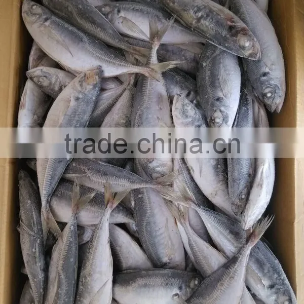 Horse Mackerel Frozen 20 25 cm + photo-2