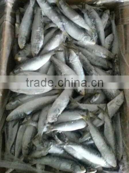 Whole Sardine in Competitive Price photo-2