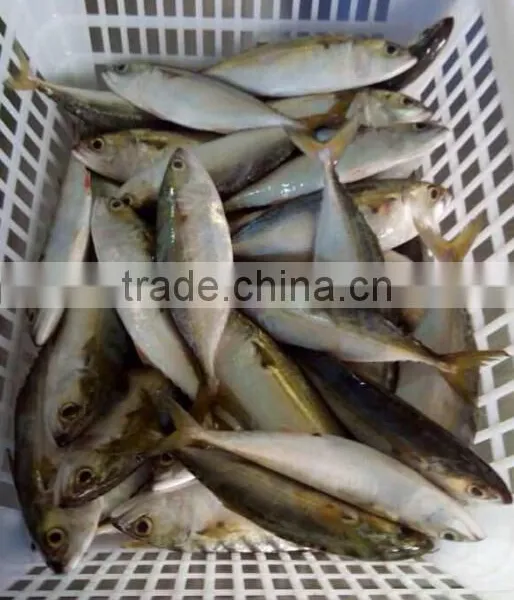 Best Saling Product of Indian Mackerel