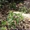 Speranskia Extract