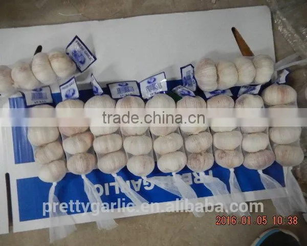 GARLIC photo-5