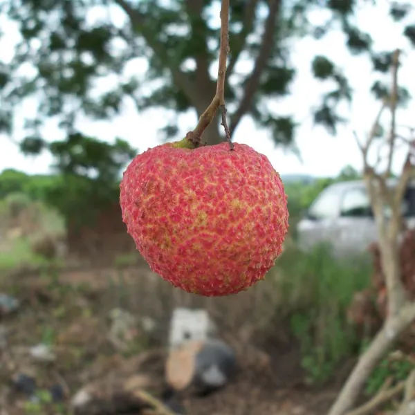 Lychee Trees Mango Trees With Grafting Garden Trees photo-2