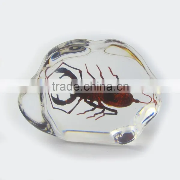 2016 New Design Promotional Gift Desk Decoration Real Insect photo-3