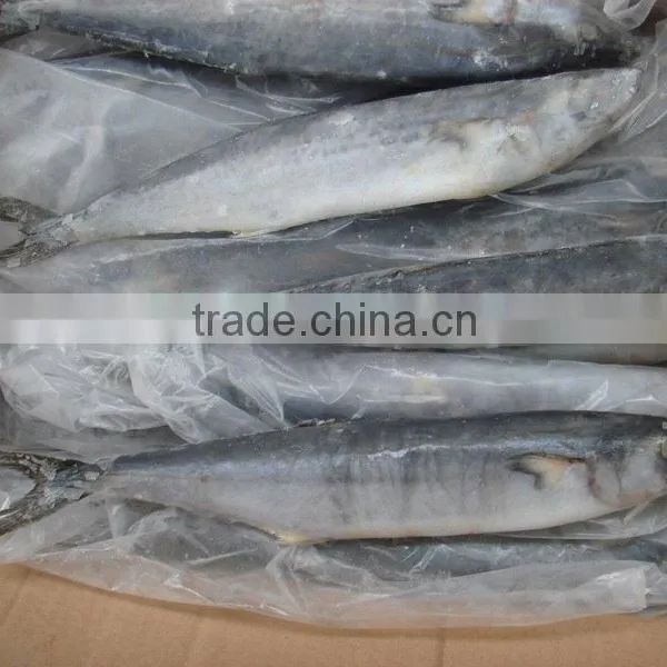 Frozen Spanish Mackerel Supplier photo-2