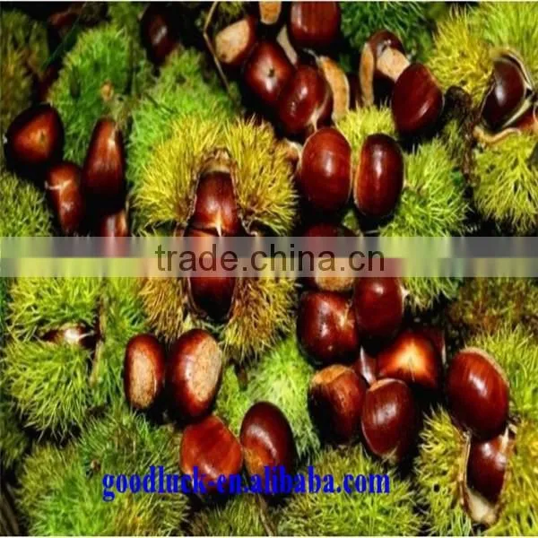 Chinese Good Taste Chestnut Supplier photo-5
