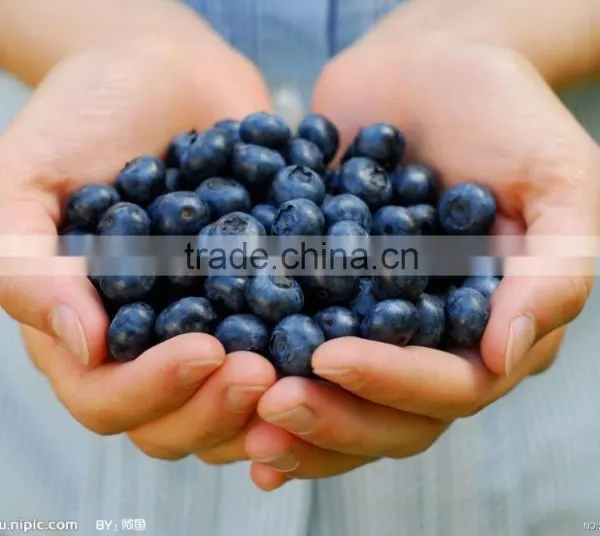 Delicious Blueberry Fruit Tea Extract Powder photo-4