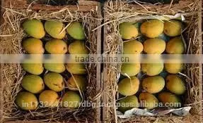 Fresh Mango Exporter In India photo-2