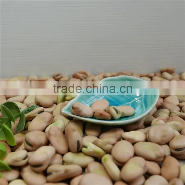 Broad Bean 2016 Crop Oil Bean High Quality photo-5