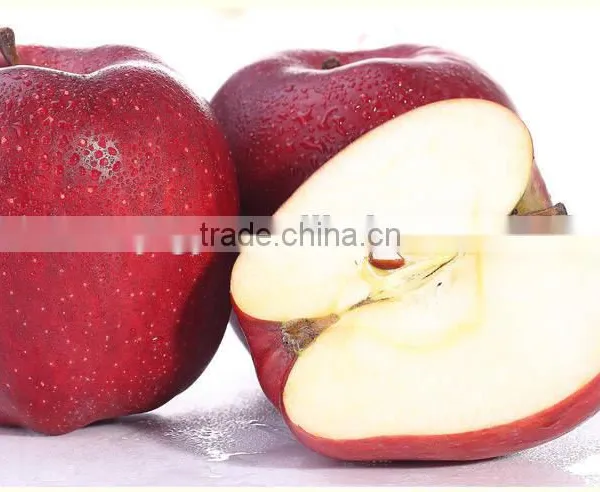 Export Fresh Red Delicious Apple Fruit Fresh Apple photo-6