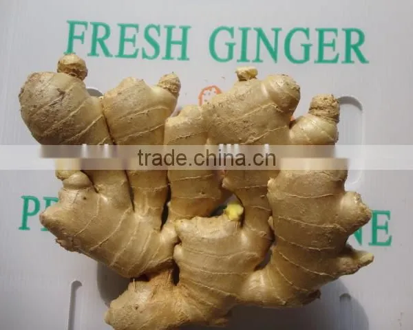 Fresh Mature Ginger photo-4