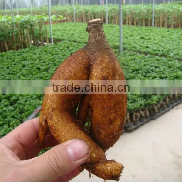 Ficumsicrocarpa Bonsai Genseng Ficus photo-3