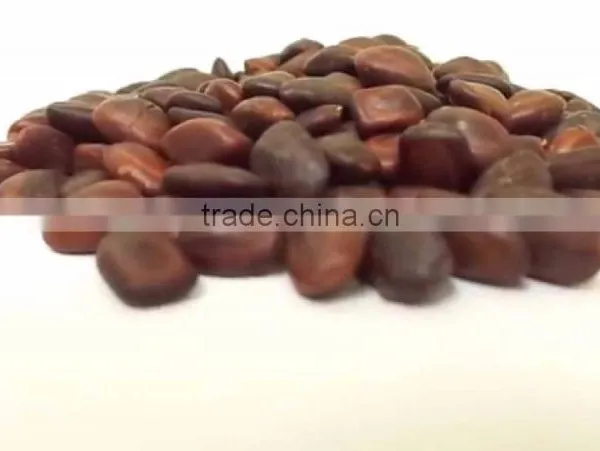 Indian Rain Tree Ornamental Seeds Samanea Saman Rajasthan Asia photo-3