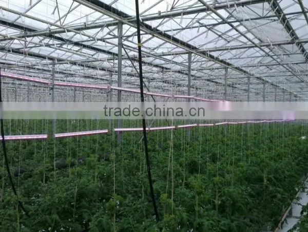 75w Grow Lamps for Greenhouse Commercial Palnts photo-6