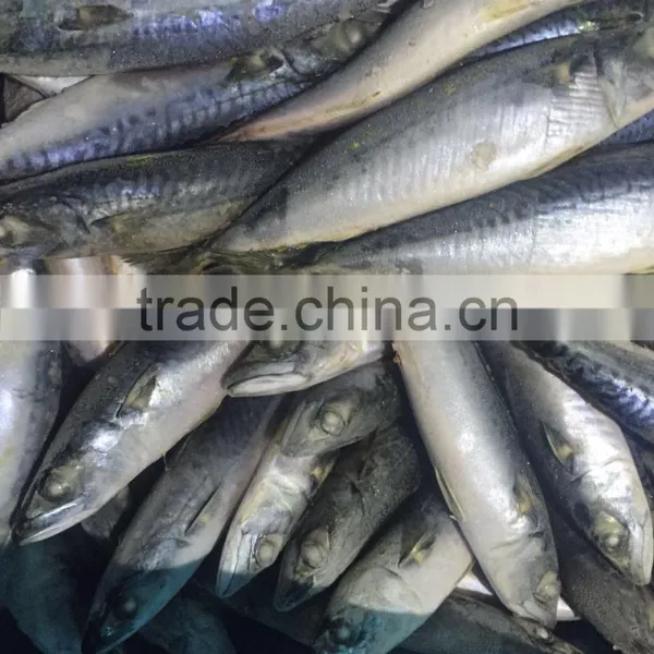 Whole Round Frozen Seafood Horse Mackerel Fish photo-3