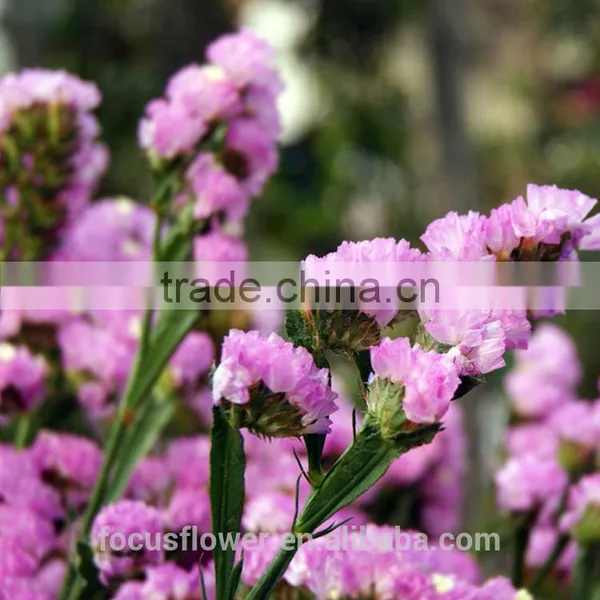 First Class Pink Statice Export Without Middleman For Home Decoration photo-6