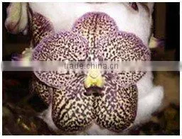 V-002 : VANDA BROWN ORCHID