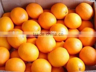We Are Supply Fresh Navel Orange With Good Quality for Sale photo-5