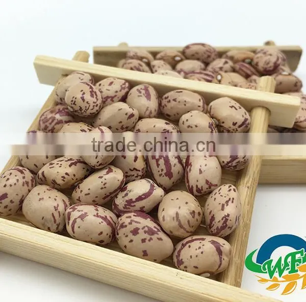 Light Speckled Kidney Beans (XinJiang Round) photo-2